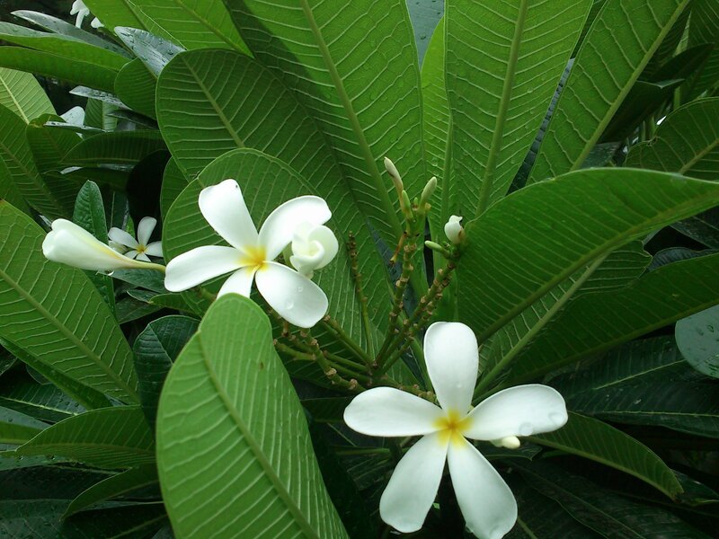 White frangipani flowers on green leaves