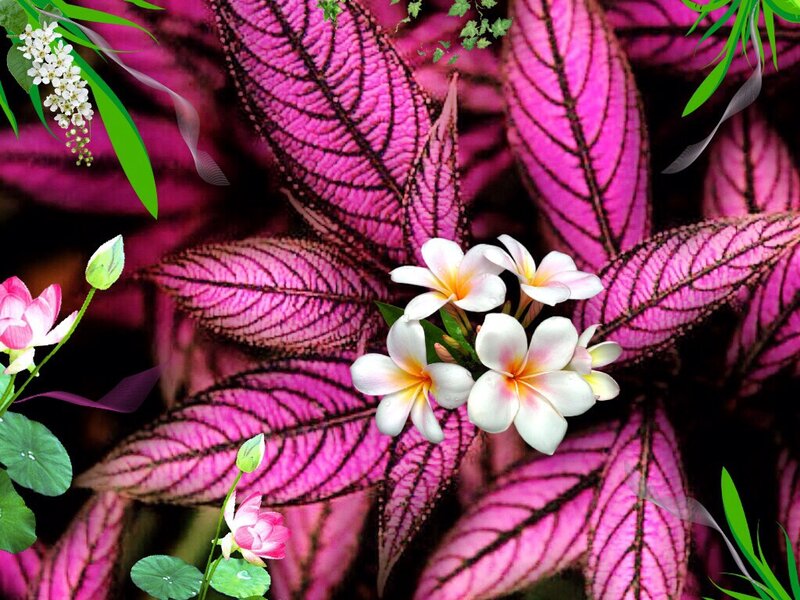 White Frangipani Flowers — Purple