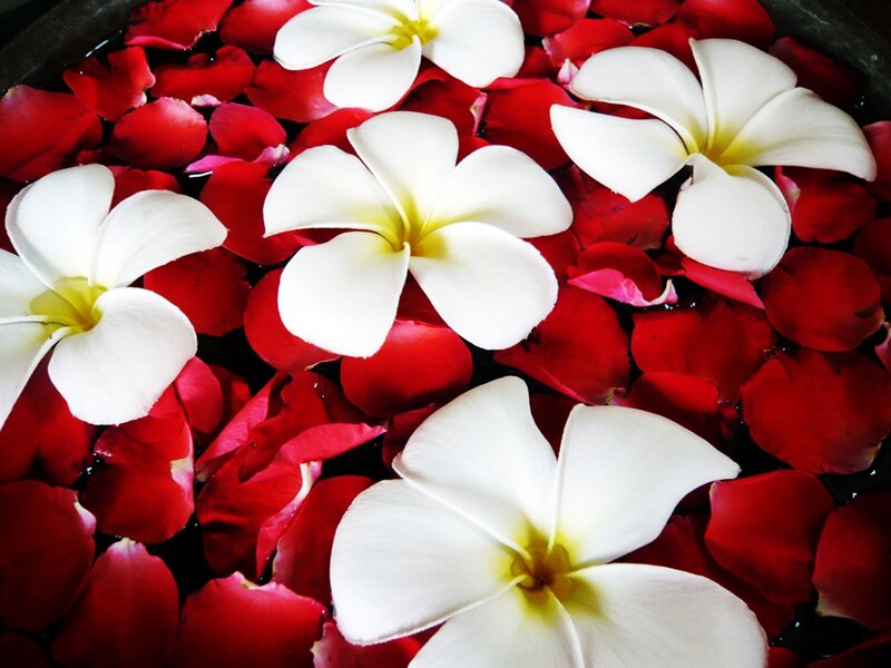 White Frangipani Flowers — Red