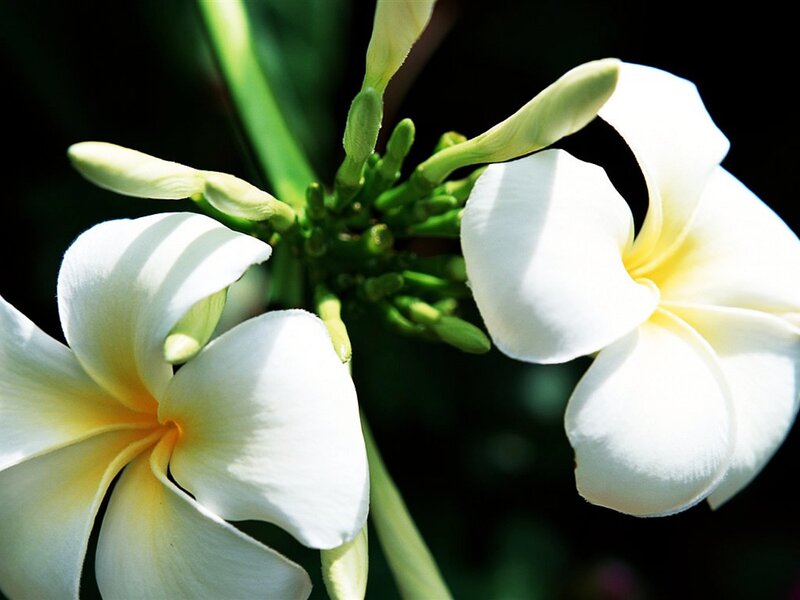 White Frangipani Flowers — Serene, Afternoon, Photograph, Buds