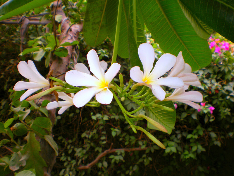 White Frangipani Flowers — Serene, Afternoon, Photograph, Green Leaves, Bushes