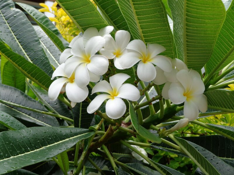 White Frangipani Flowers — Serene, Afternoon, Photograph, Green Leaves, Yellow Flowers