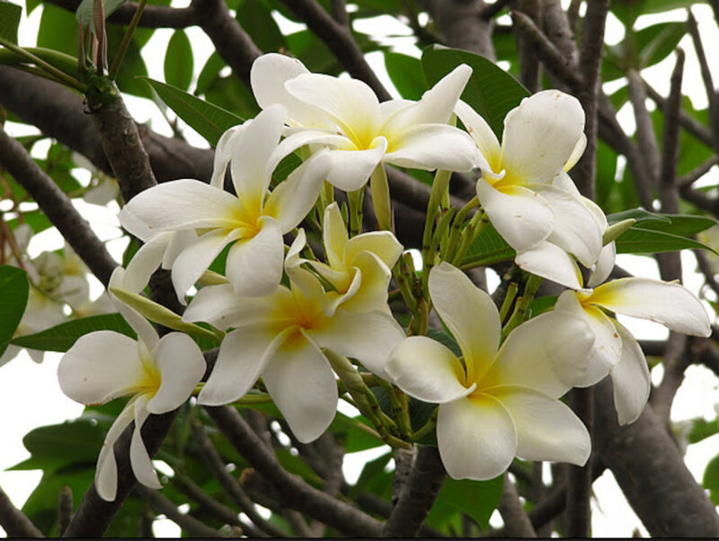White Frangipani Flowers — Serene, Afternoon, Photograph, Leaves, Branches