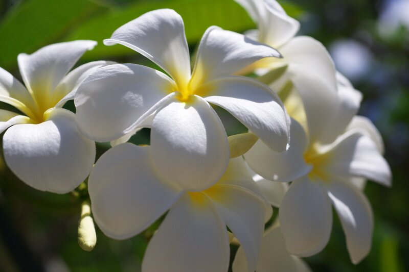 White Frangipani Flowers — Serene, Afternoon, Photograph, Leaves, Sunlight