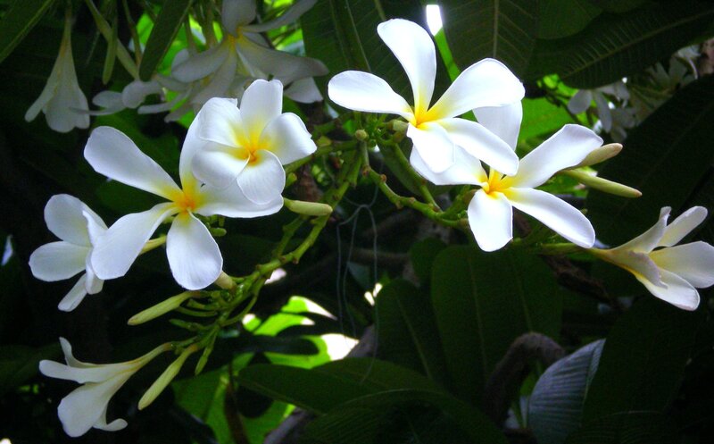 White Frangipani Flowers — Serene, Afternoon, Photograph, Leaves