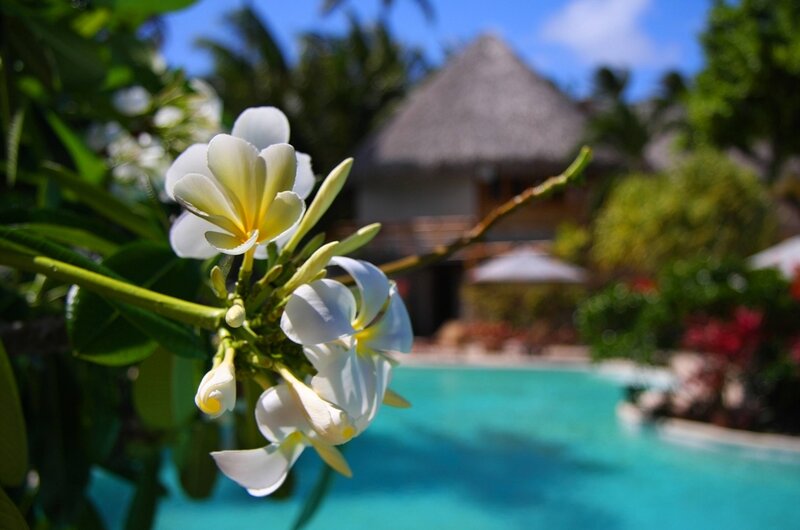 White Frangipani Flowers — Serene, Afternoon, Photograph, Pool