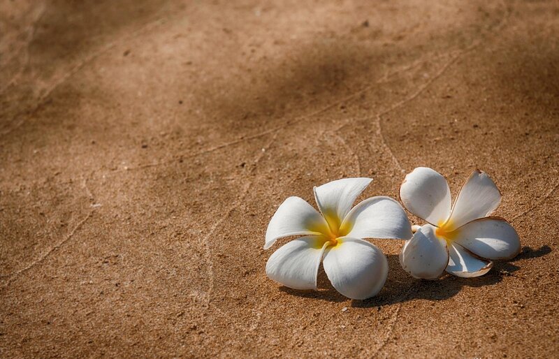 White Frangipani Flowers — Serene, Afternoon, Photograph, Sand
