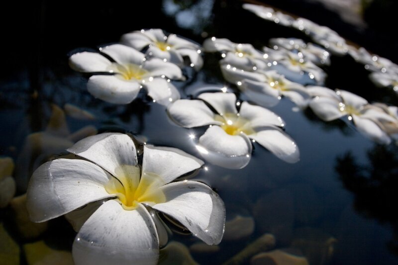 White Frangipani Flowers — Serene, Afternoon, Photograph, Water, Sunlight, Reflection