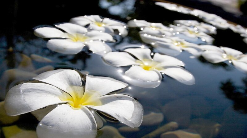 White Frangipani Flowers — Serene, Afternoon, Photograph, Water, Sunlight