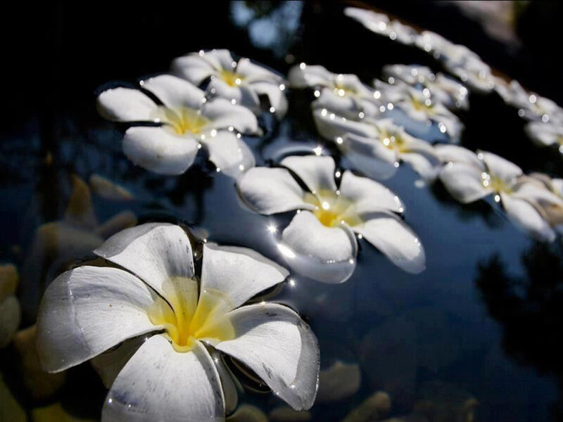 White Frangipani Flowers — Serene, Afternoon, Photograph, Water