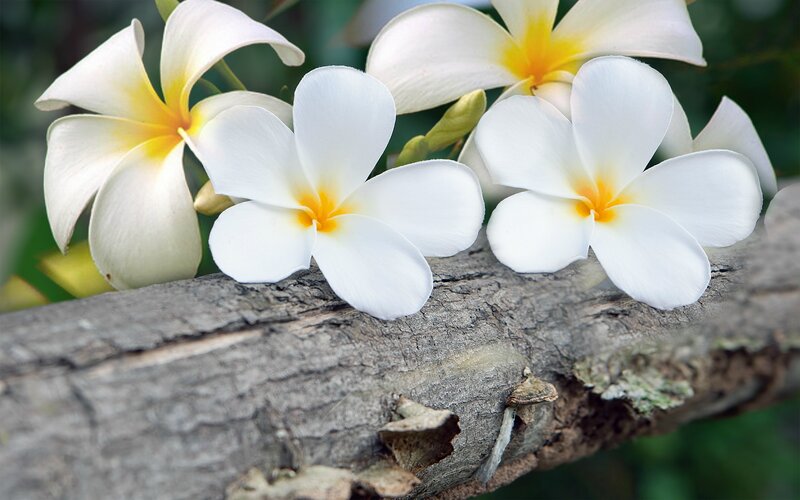 White Frangipani Flowers — Serene, Afternoon, Photograph, Wooden Branch