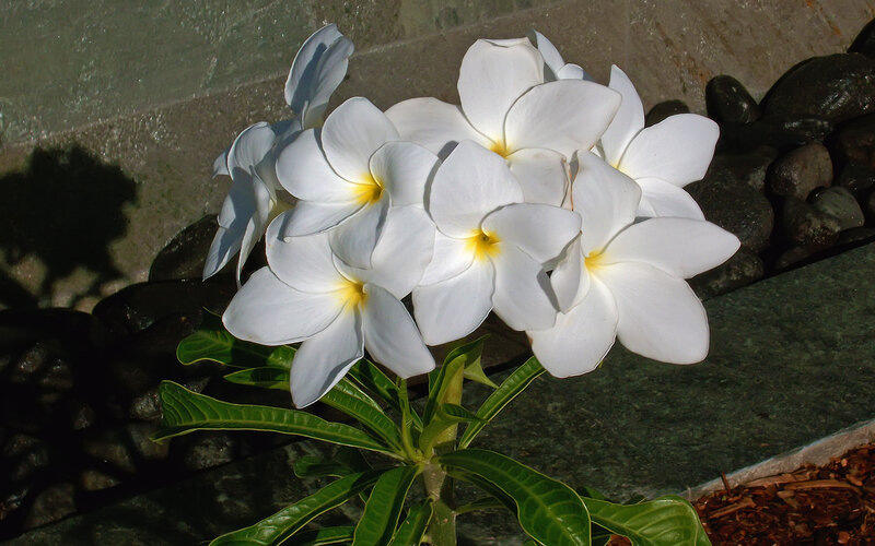 White Frangipani Flowers — Serene, Afternoon