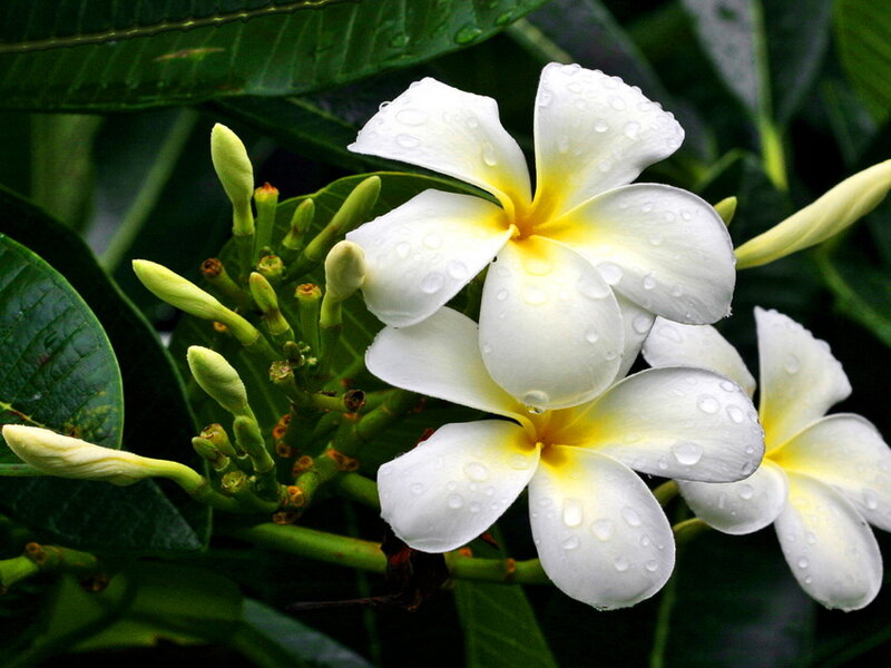 White Frangipani Flowers — Serene, Morning
