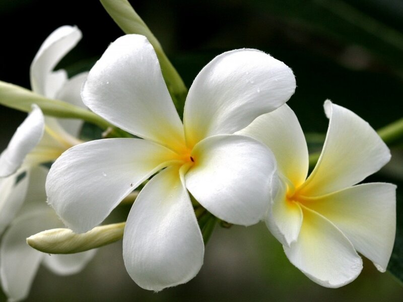 White Frangipani Flowers — Serene, Photograph, Buds, Leaves