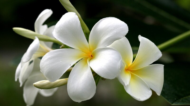 White Frangipani Flowers — Serene, Photograph, Buds