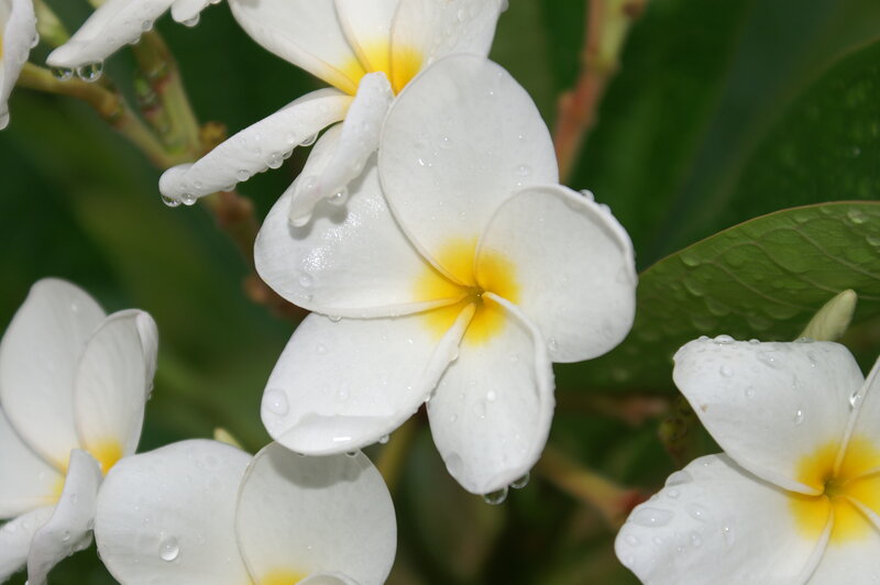 White Frangipani Flowers — Serene, Photograph, Drops