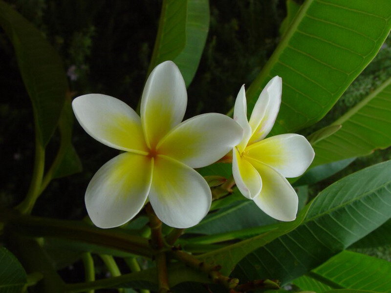 White Frangipani Flowers — Serene, Photograph, Green Leaves