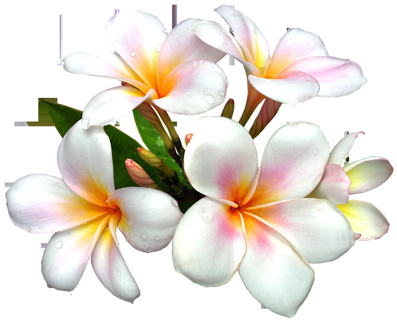 White Frangipani Flowers — Serene, Photograph, Leaves, Buds