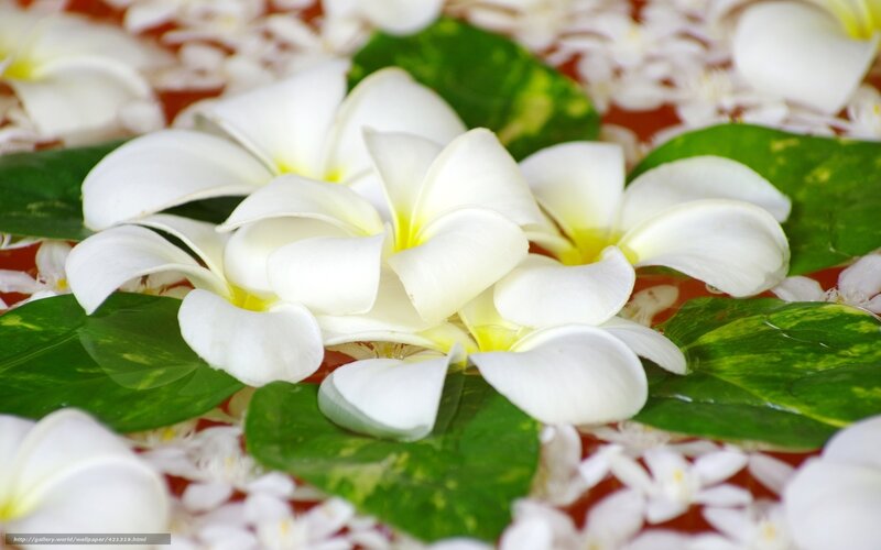 White Frangipani Flowers — Serene, Photograph, Leaves, Water