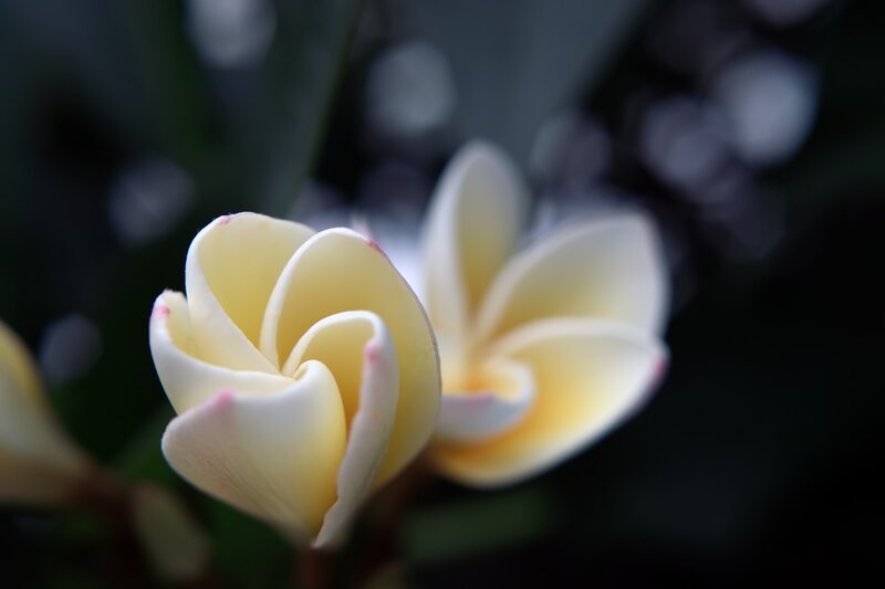 White Frangipani Flowers — Serene, Photograph, Leaves, Yellow