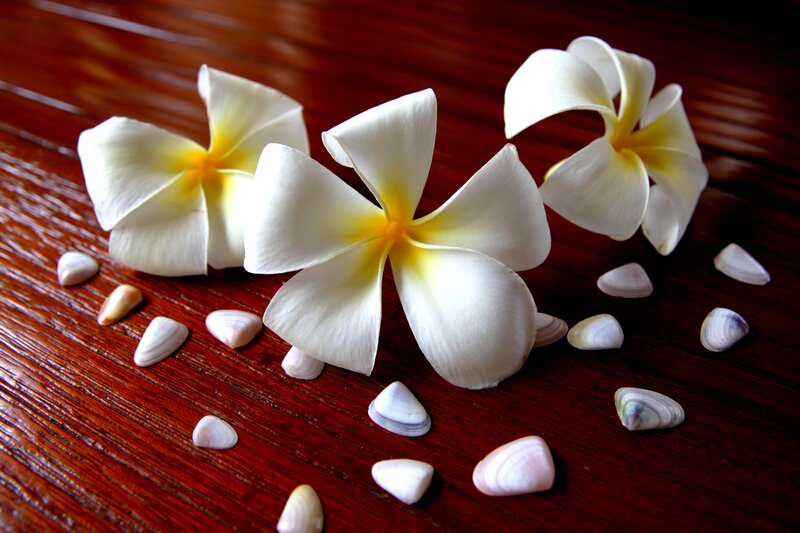 White Frangipani Flowers — Serene, Photograph, Seashells