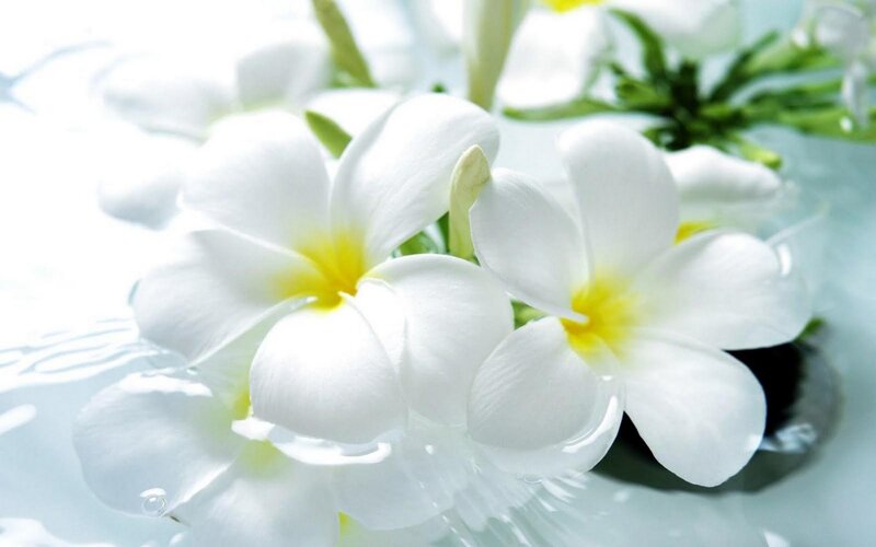 White Frangipani Flowers — Serene, Photograph