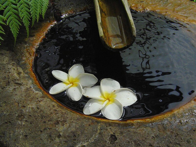 White Frangipani Flowers — Serene, Photograph, Water, Bamboo Spout