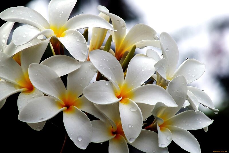 White Frangipani Flowers — Serene, Photograph, Water Droplets