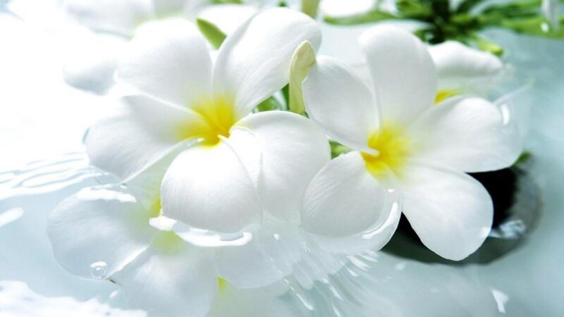 White Frangipani Flowers — Serene, Photograph, Water, Green Leaves
