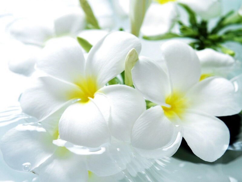 White Frangipani Flowers — Serene, Photograph, Yellow Center