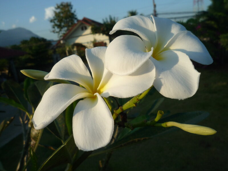 White Frangipani Flowers — Serene, Sunset