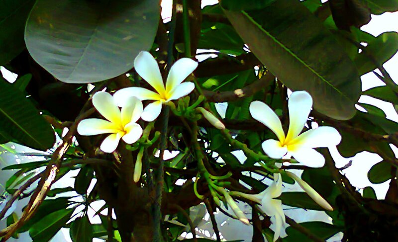 White Frangipani Flowers — Serene