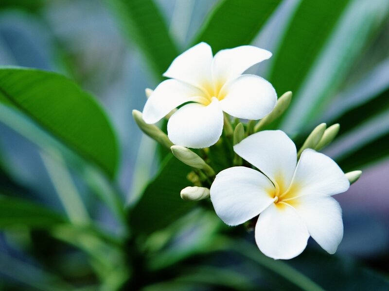 White frangipani flowers