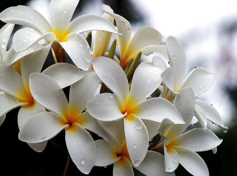 White frangipani flowers with water droplets