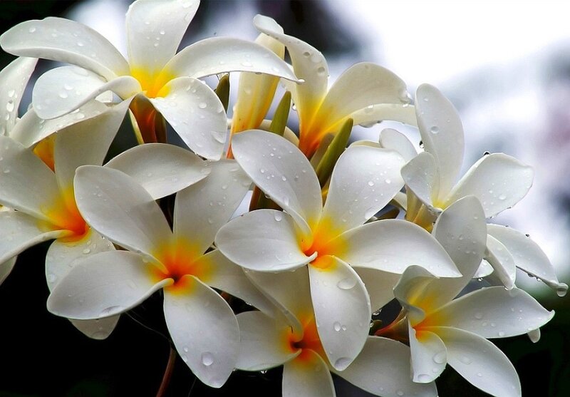 White frangipani flowers with water droplets
