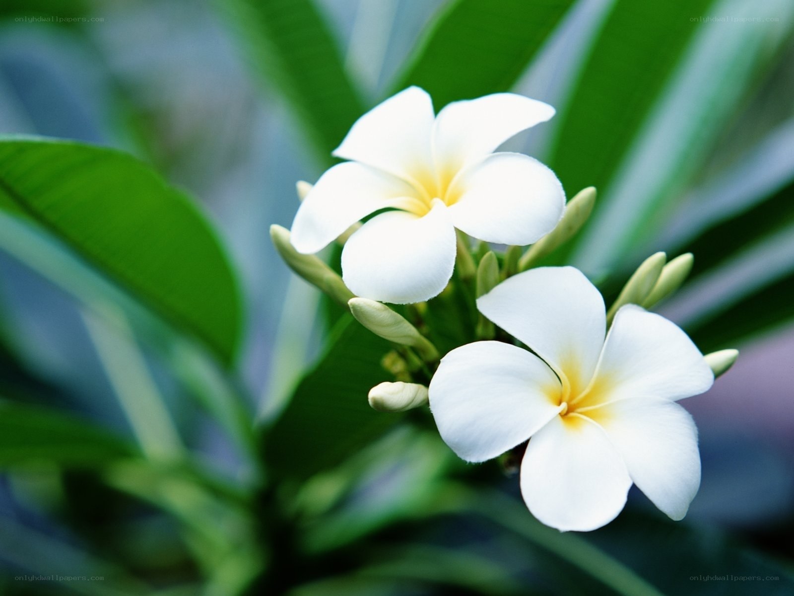 White frangipani flowers