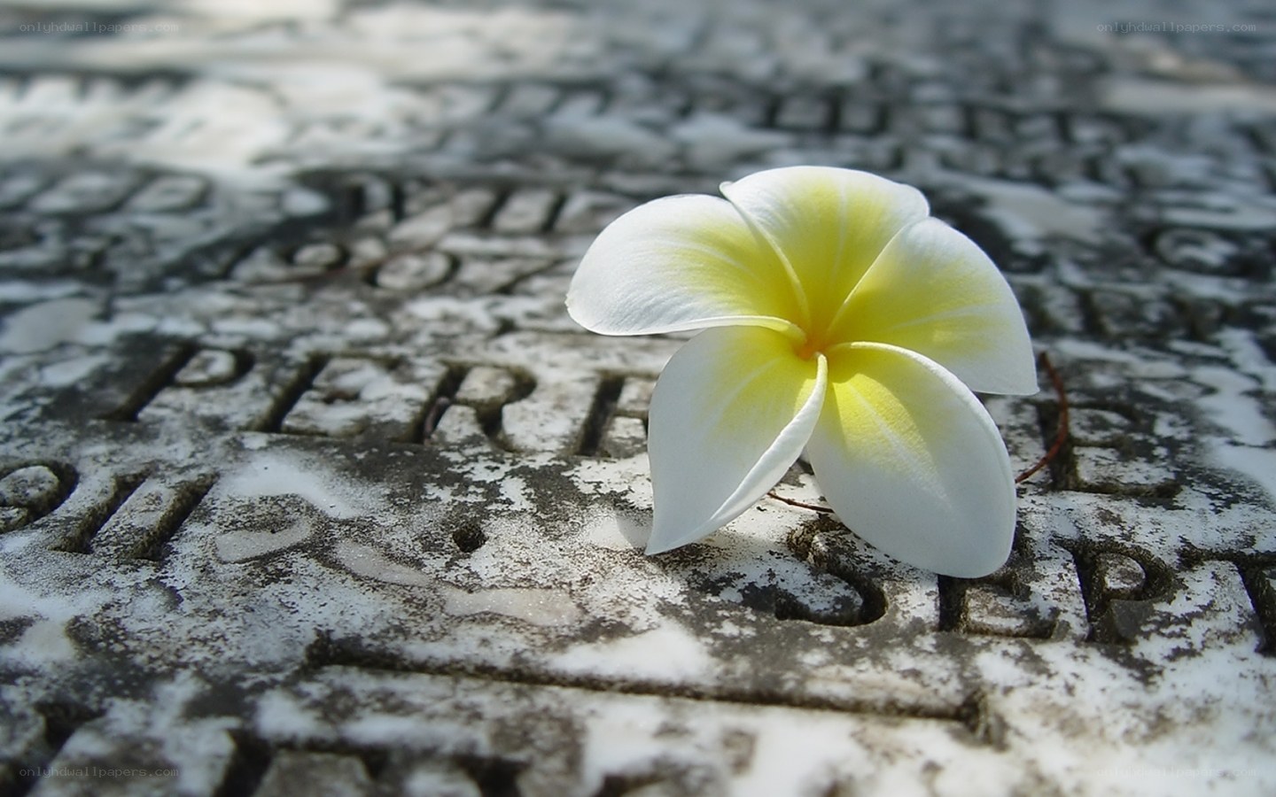 White frangipani on a gravestone