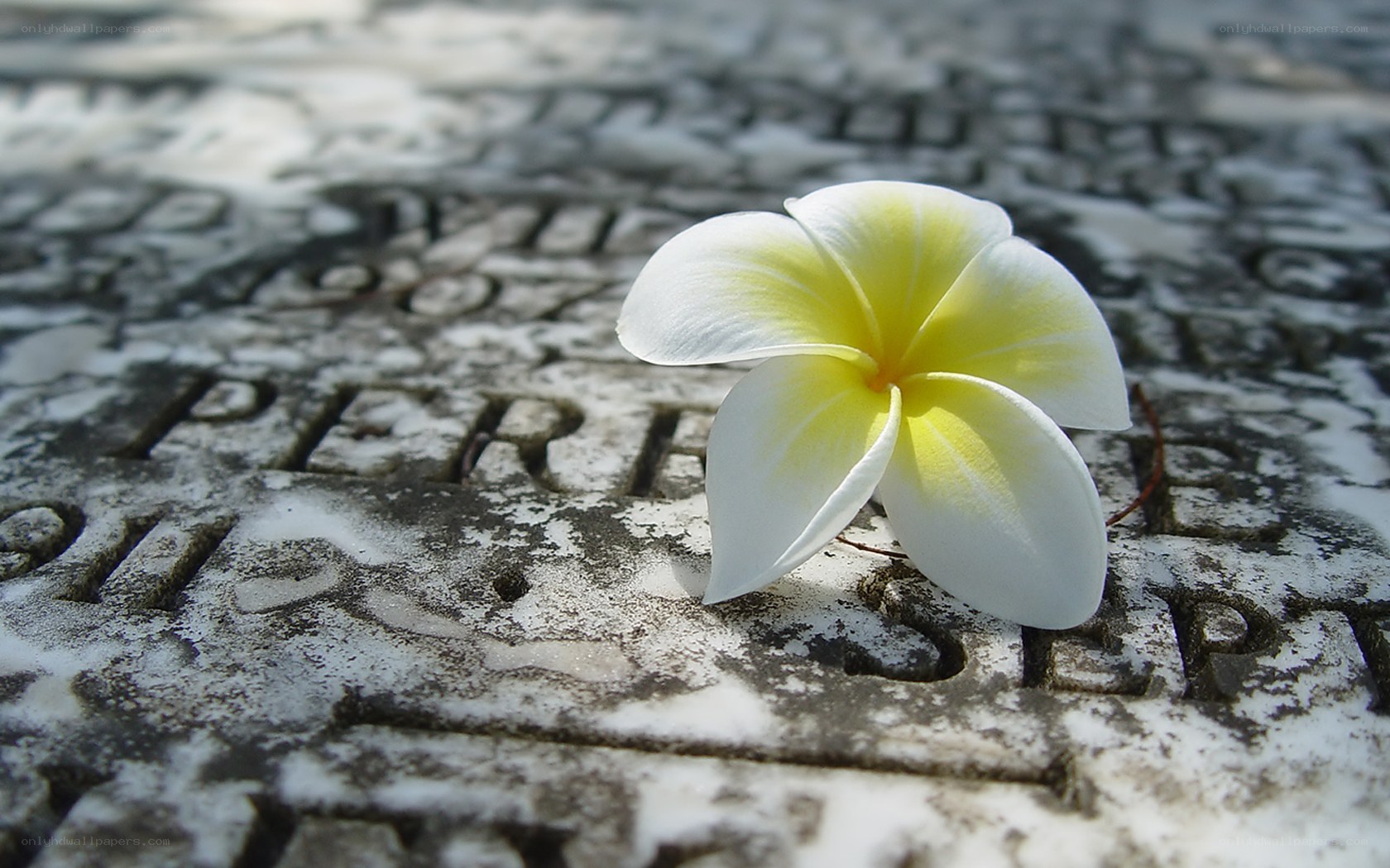 White frangipani on stone plaque