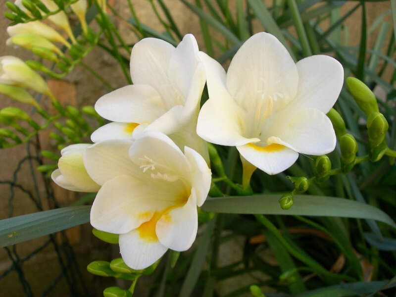 White Freesia Flowers — Calm, Afternoon