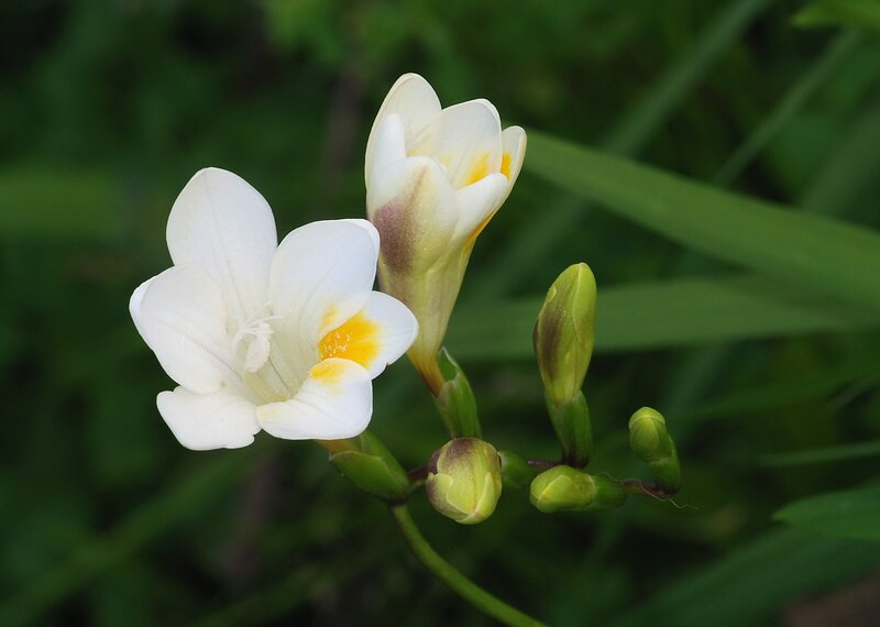 White Freesia Flowers — Calm, Spring