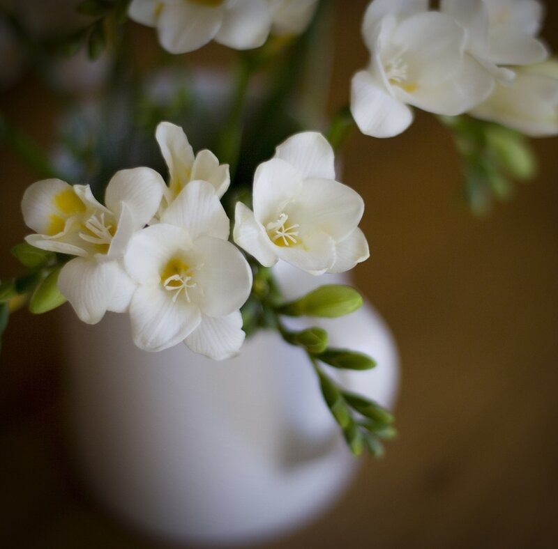 White Freesia Flowers — Calm