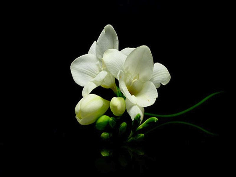 White Freesia Flowers — Dramatic