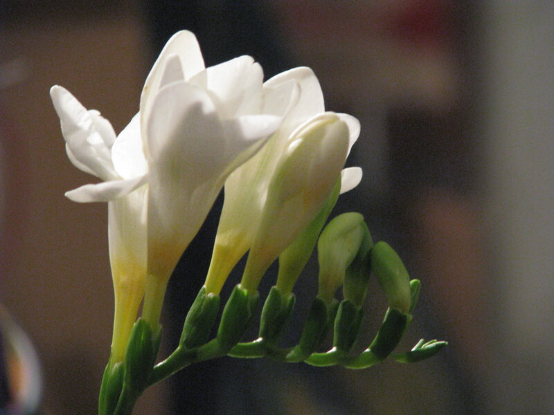 White freesia flowers in bloom
