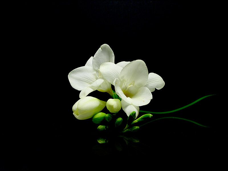 White freesia flowers on black