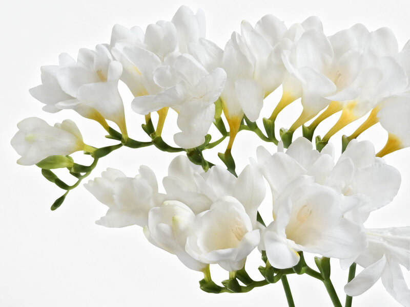 White Freesia Flowers — Serene