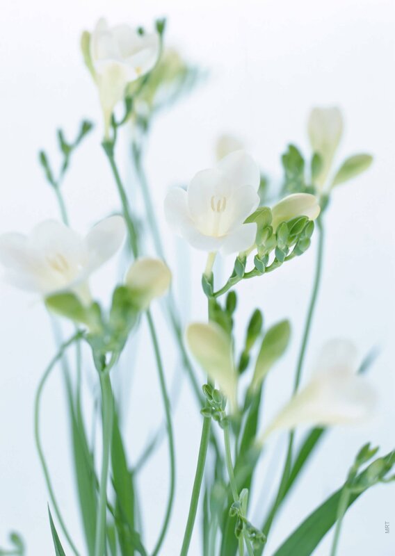 White freesia flowers