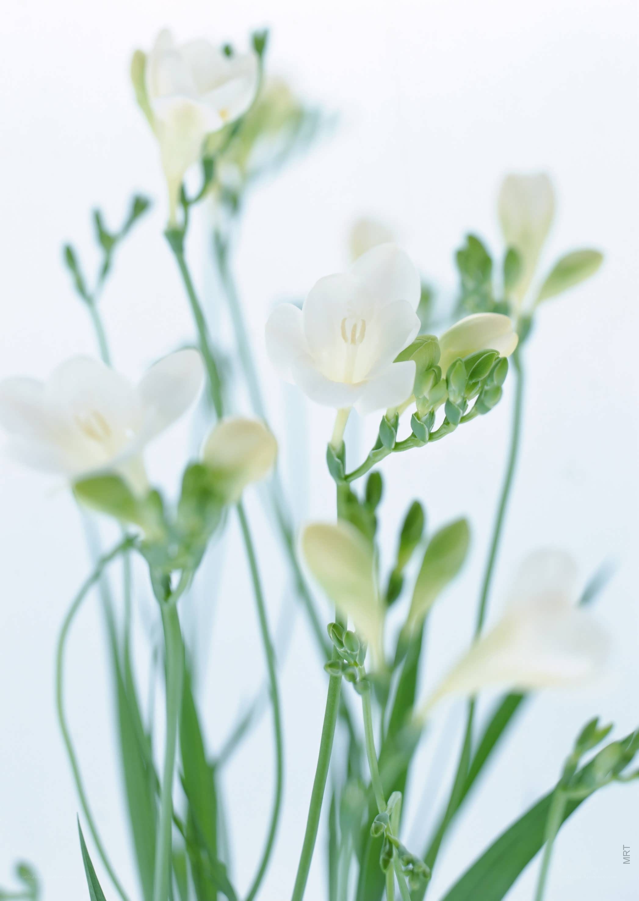 White freesia flowers