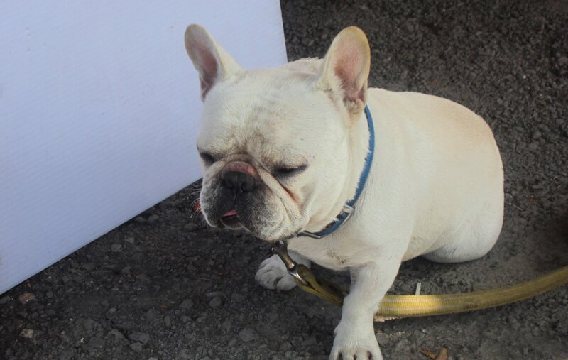 White French Bulldog — Calm