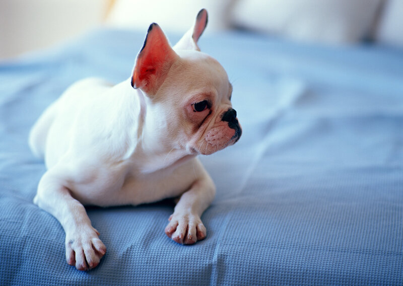 white french bulldog on bed