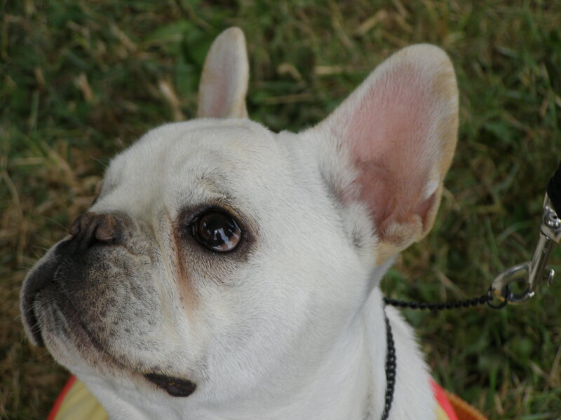 white french bulldog on grass